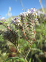 Phacelia floribunda