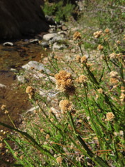 Baccharis sagittalis