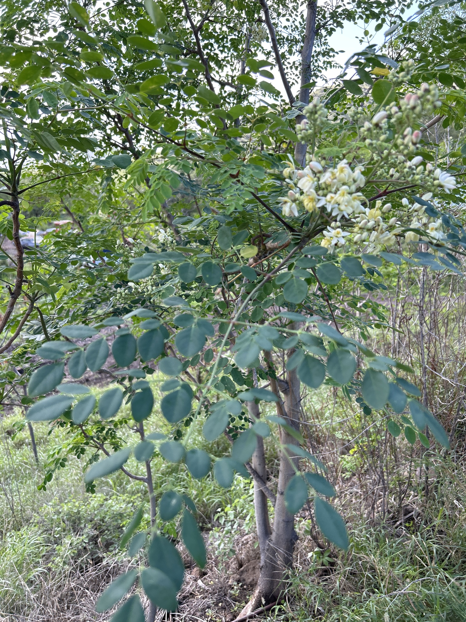 Imagem de Moringa