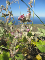 Malacothamnus clementinus