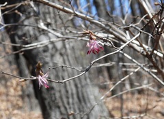 Lonicera praeflorens