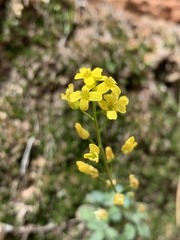 Draba zionensis