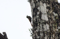 Sittasomus griseicapillus image