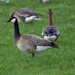 Branta canadensis × leucopsis - Photo (c) thegreatdodo, alguns direitos reservados (CC BY-NC), uploaded by thegreatdodo