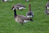 Canada × Barnacle Goose - Photo (c) thegreatdodo, some rights reserved (CC BY-NC), uploaded by thegreatdodo