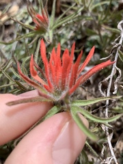 Castilleja scabrida scabrida