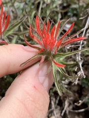 Castilleja scabrida scabrida