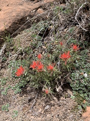 Castilleja scabrida scabrida