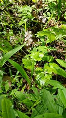 Tiarella