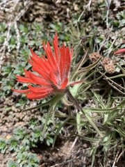 Castilleja scabrida scabrida