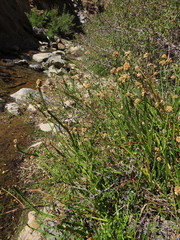 Baccharis sagittalis