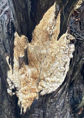 Fomitopsis juniperina