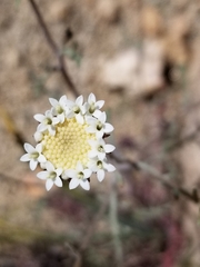 Chaenactis fremontii