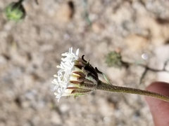 Chaenactis fremontii