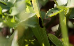 Pterygota