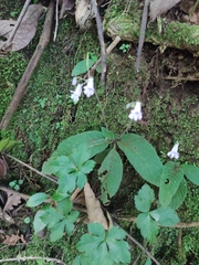 (c) Liliana Ramírez-Freire, some rights reserved (CC BY) Streptocarpus montanus, photograph (c) Liliana Ramírez-Freire, some rights reserved (CC BY)