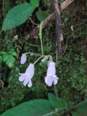 (c) Liliana Ramírez-Freire, some rights reserved (CC BY) Streptocarpus montanus, photograph (c) Liliana Ramírez-Freire, some rights reserved (CC BY)