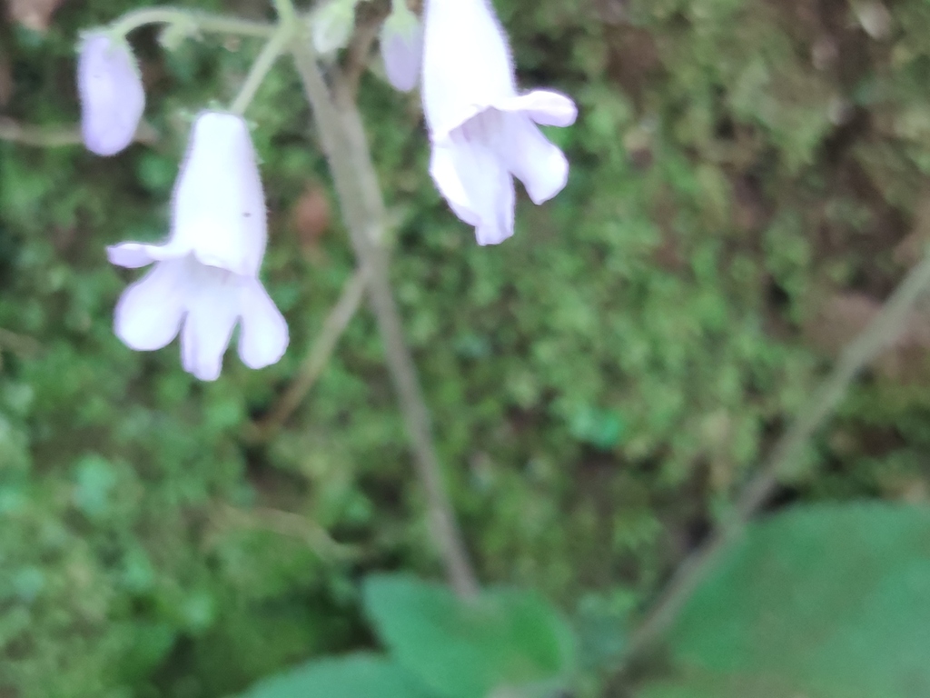 Streptocarpus montanus; photograph (c) Liliana Ramírez-Freire, some rights reserved (CC BY)