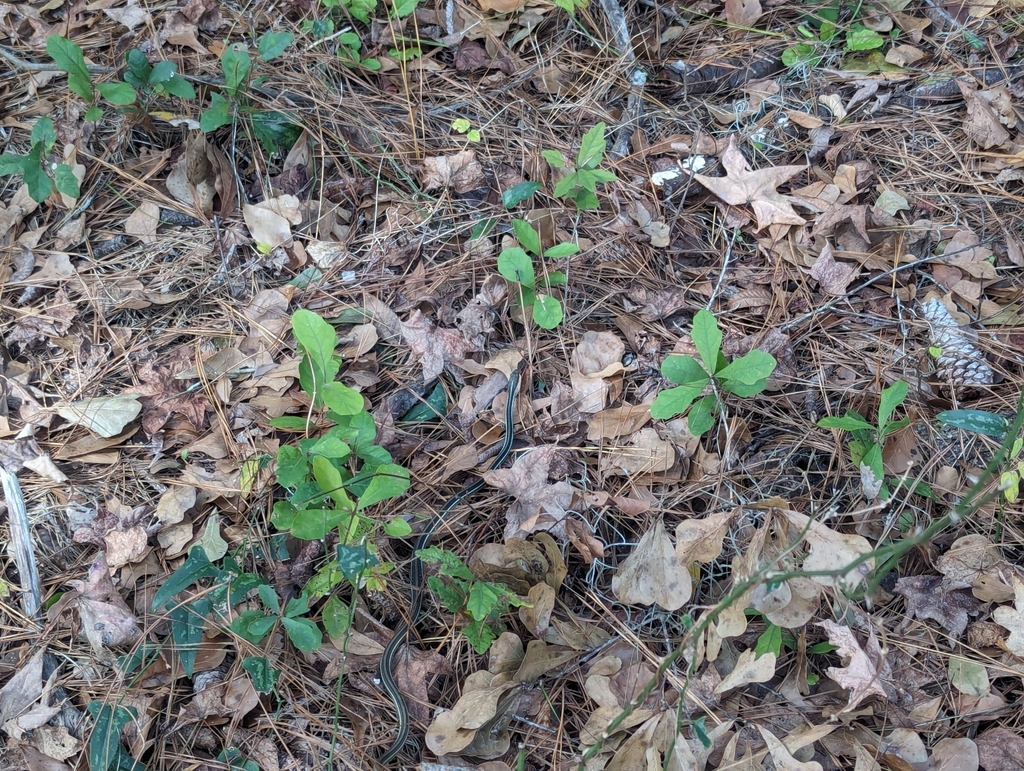 Common Ribbon Snake In January 2024 By Jhall3387 · INaturalist