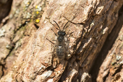 Andrena frigida