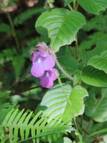 Streptocarpus glandulosissimus, photograph 4