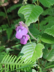 (c) Liliana Ramírez-Freire, some rights reserved (CC BY) Streptocarpus glandulosissimus, photograph (c) Liliana Ramírez-Freire, some rights reserved (CC BY)