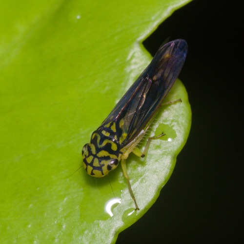 Cigarrinha-da-cvc (Dilobopterus costalimai)