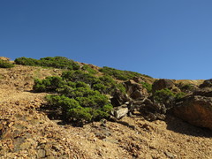 Austrocedrus chilensis