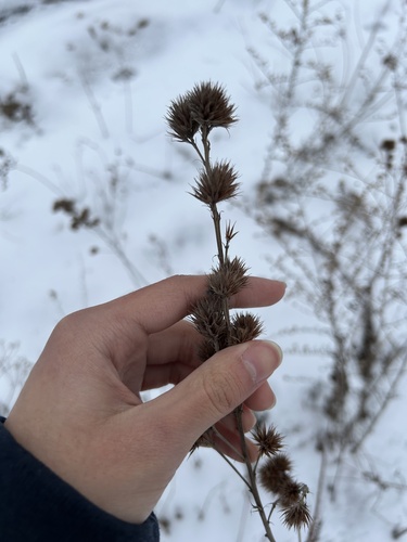 roundhead lespedeza (Lespedeza capitata)