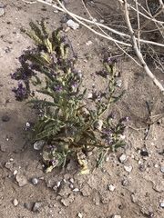 Phacelia integrifolia