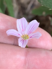 Claytonia