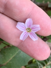 Claytonia
