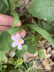 Claytonia