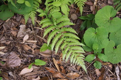 Leptogramma mollissima