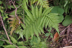 Dryopteris uniformis