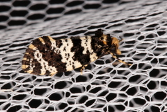 Ardiosteres moretonella