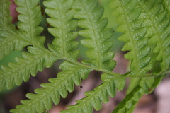 Leptogramma mollissima