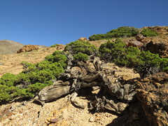 Austrocedrus chilensis