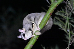 Sugar Glider photo 3