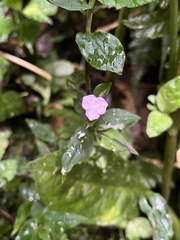 Tradescantia poelliae image