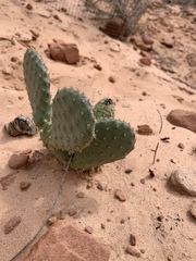 Opuntia aurea
