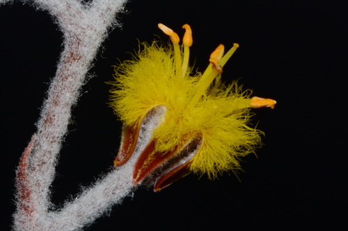 Image of Lophiola aurea by (c) Brian Finzel, some rights reserved (CC BY-SA)