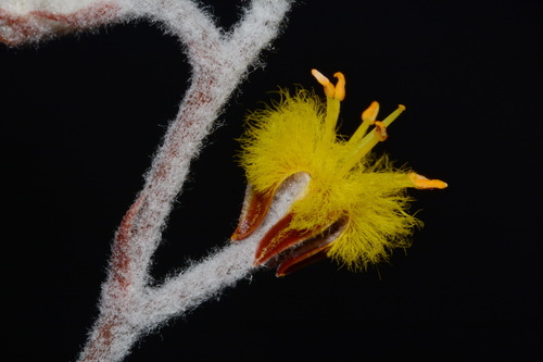 Image of Lophiola aurea by (c) Brian Finzel, some rights reserved (CC BY-SA)