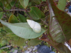 Drymaeus sallei