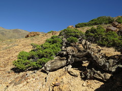 Austrocedrus chilensis