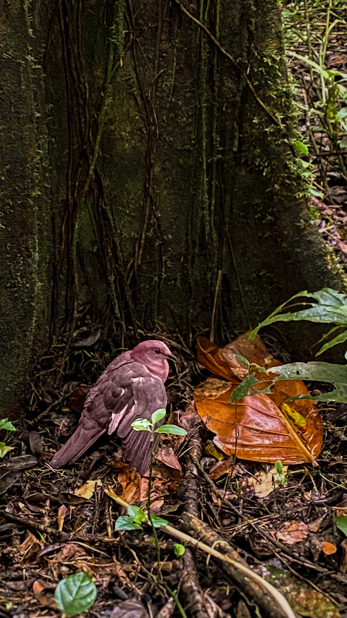 Short-billed Pigeon illustration