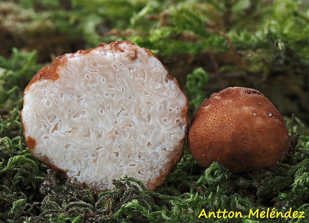 Common Truffle