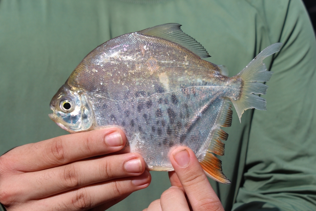 Tiete Pacu