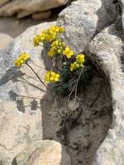 Draba zionensis