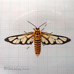 Amata grotei